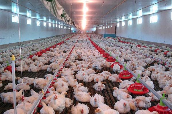 肉鸡常见的品种有哪些，常见的白羽鸡有这几种