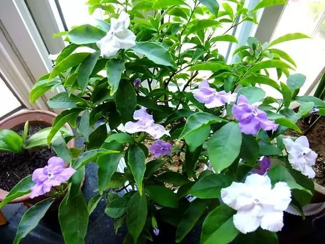 茉莉花是什么颜色，茉莉花花蕊是什么颜色（能开两种颜色的花）