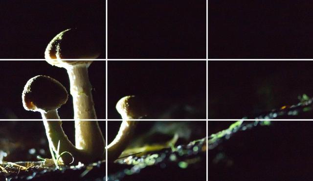 三分法构图照片,三分法构图(简单易用的构图技巧—三分法构图)