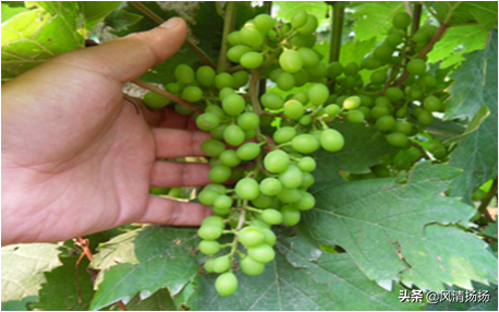 大绒球怎么种植，绒球花怎么种（葡萄全程种植管理、施肥方案）