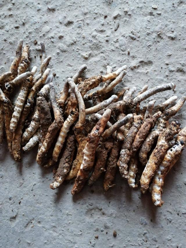 冬虫夏草怎么鉴别，如何鉴别冬虫夏草的真假（认准这几个特点就够用了）