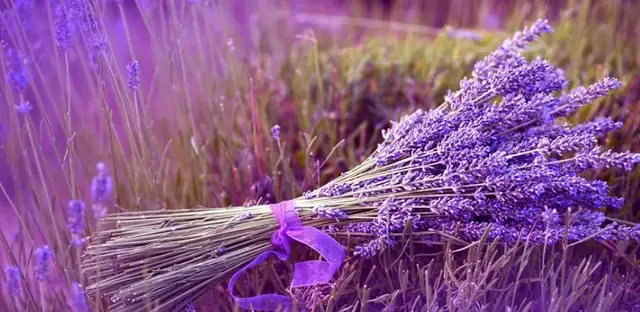 棉花花语，白色木棉花花语（这些常见的花语一次性“打包”送给你）