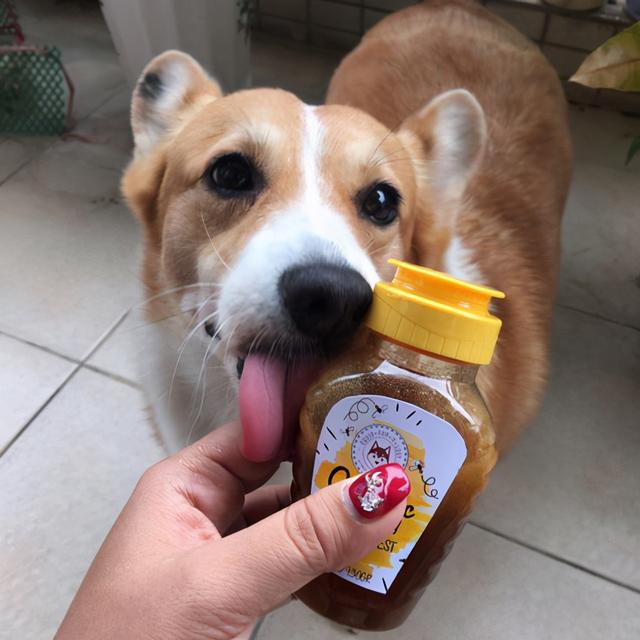 狗狗能喝蜂蜜水吗，狗可不可以喝蜂蜜水（别再给狗狗吃这些食物）