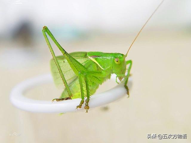 复眼的昆虫有哪些，复眼的昆虫有哪些七星瓢虫（螽斯科四大鸣虫）