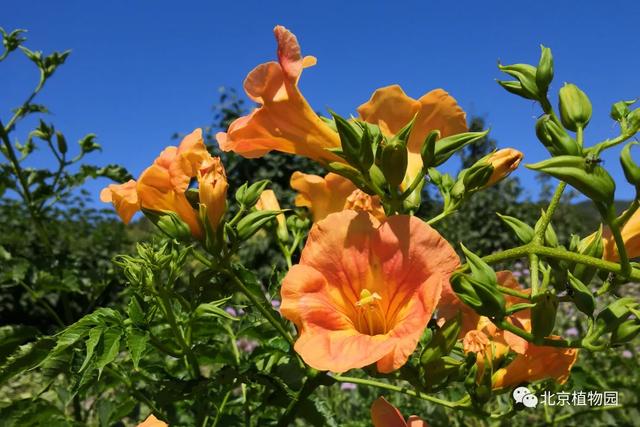 凌霄花，原来凌霄花是植物界的“性格多面手”（凌霄花花期多久一年开几次花）