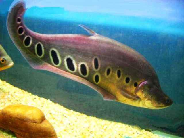 观赏鱼可以吃吗，观赏鱼锦鲤能吃吗（这些观赏鱼在原产地最初都是食用鱼）