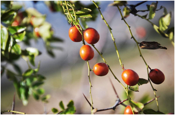 湖南有哪些特色水果，湖南人最全山里野果子