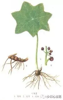 白牛胆的功效与作用，白牛胆的功效与作用禁忌（中药图片大全与功效）