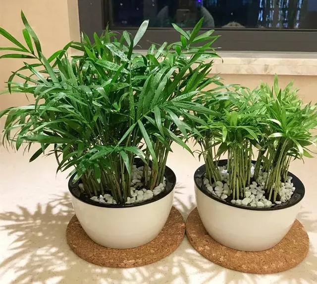 绿萝好养吗,绿萝怎样栽培(绿萝竟然排在倒数第1) 绿萝好养吗,绿萝怎样栽培(绿萝竟然排在倒数第1)