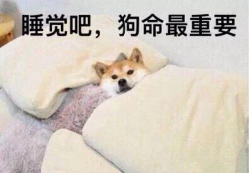 狗狗睡觉打呼噜，狗狗为啥睡觉打呼噜声音大（这些睡觉秘密你知道多少）