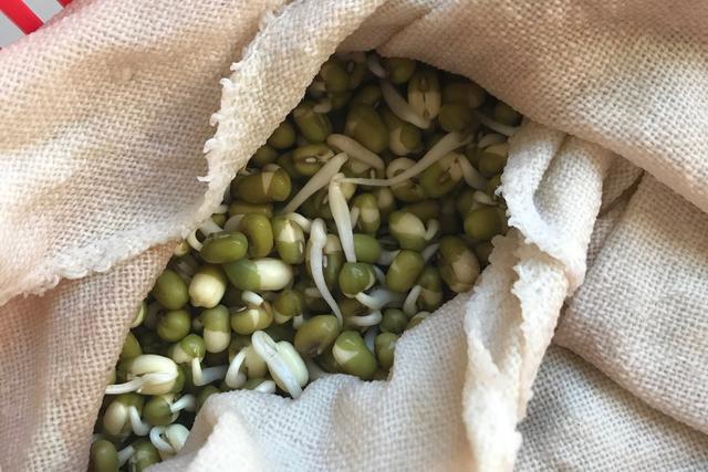 如何自种绿豆芽，怎样自己种绿豆芽（不用土壤不用肥料）