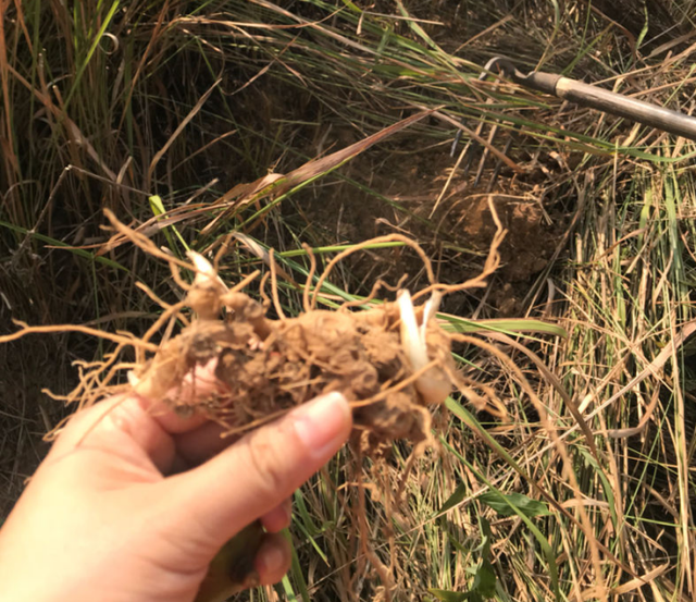 黄精图片植物图片，黄精的作用和功效图片（最低也要60元一斤）