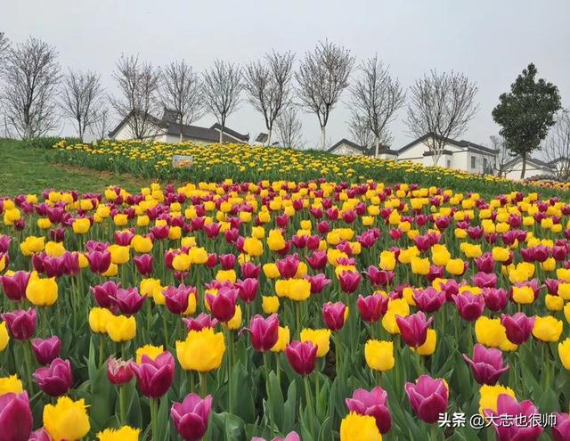 孝感有哪些好玩的旅游景点，孝感有哪些好玩的旅游景点金卉庄园（湖北孝感旅游攻略——孝感必去景点）