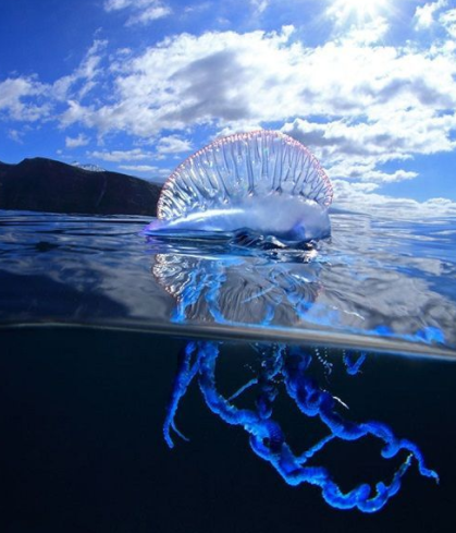 海洋中美丽又危险的生物，海洋中奇特的生物（僧帽水母美丽却又危险的“大长腿”）