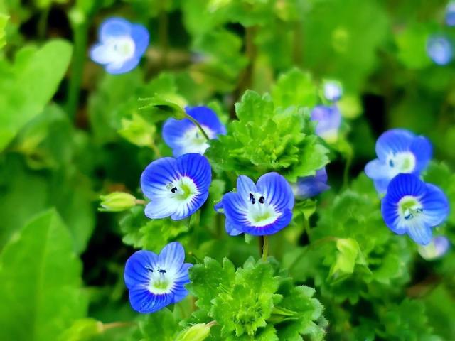 农村的野生植物大全，农村到处可见的野生植物