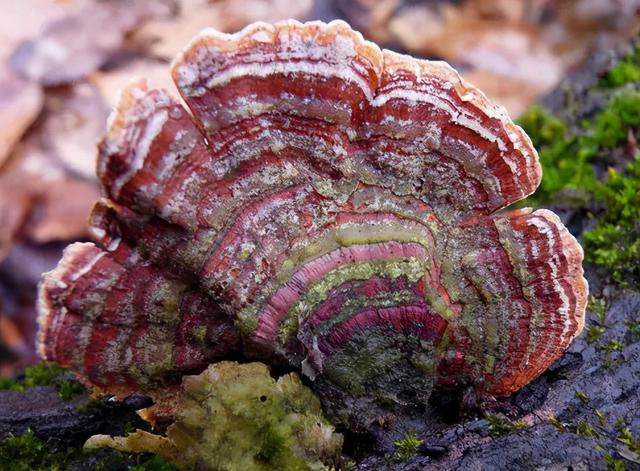 天蓝蘑菇有毒吗可以吃吗，顺便盘点9种最诡异而美妙的蘑菇