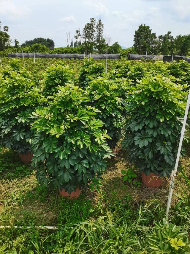 适合家里养的32种花，家里养什么花好（”家居盆花100种）