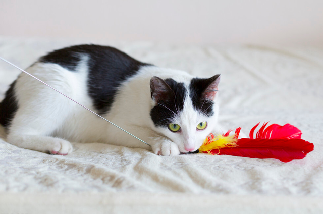 怎么确定猫认主人了，怎么确定猫认主人了猫咪能听懂话吗（猫咪最“看重”的东西）