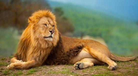 哺乳动物有哪些，世界上哺乳类动物有哪些（哺乳类动物和图片）