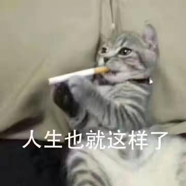 表情包很火的那只猫，最近很火的猫猫表情包（小猫咪可爱表情包）