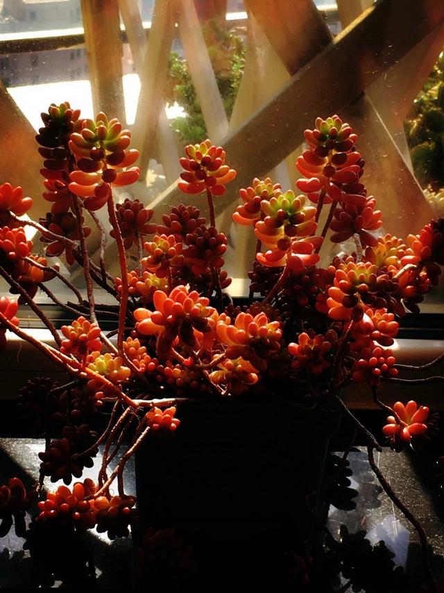 西柚是什么,西柚是什么软件(西柚,多肉,看起来都挺好吃)