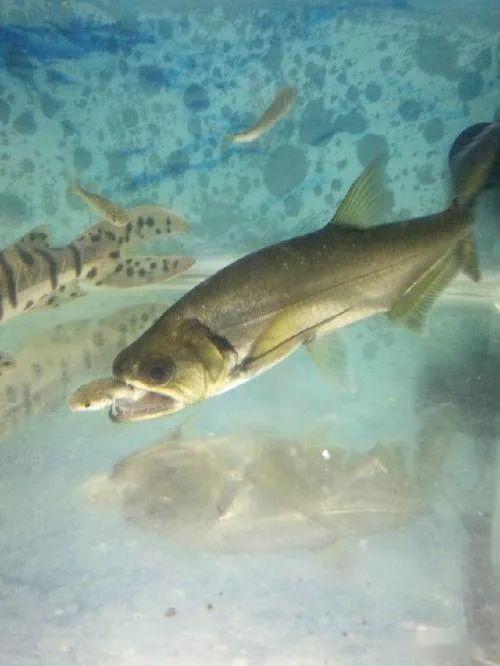 巨暴鱼(亚马逊河流专门以食人鱼为食的鱼) - 去钓鱼