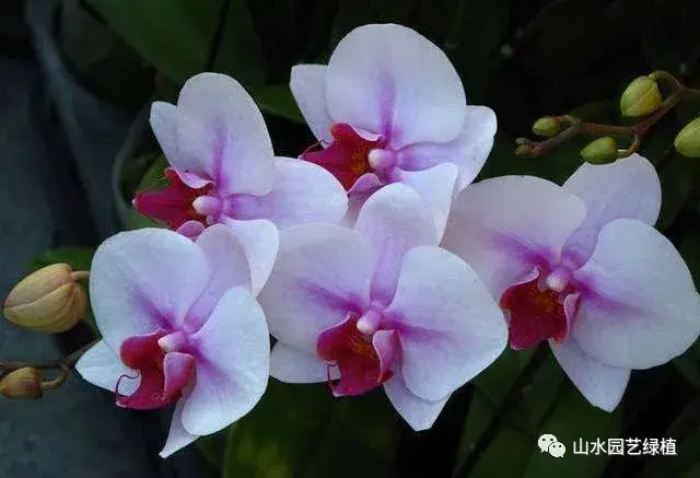蝴蝶兰花语大全，各种颜色的蝴蝶兰花语