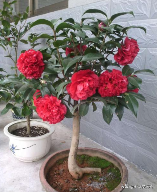 山茶花开花时间，山茶花养几年才开花（花苞多、开花也旺）