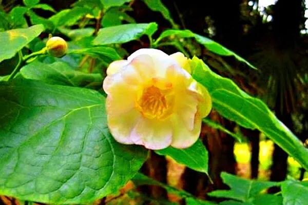 夏腊梅，美国夏腊梅，这种国家珍稀花正是结果期（美国夏腊梅什么价格）