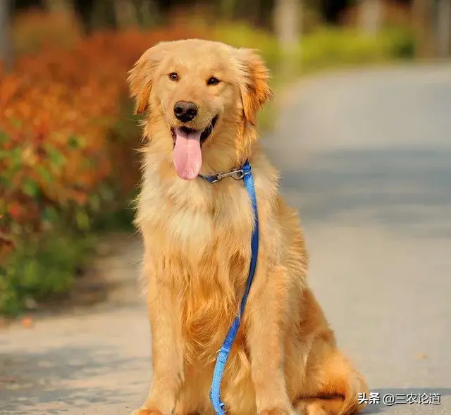 狗狗得了犬疥螨怎么办，中兽医如何治疗狗疥癣病