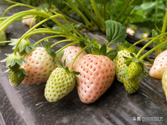 怎么种草莓，怎么种草莓技巧吻痕怎么吸（夏天有草莓吃了）
