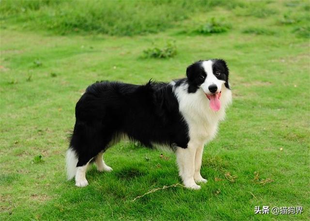 小狗喜欢吃猫粮不吃狗粮怎么办，狗不吃狗粮只吃猫粮怎么办（狗狗挑食不用怕）