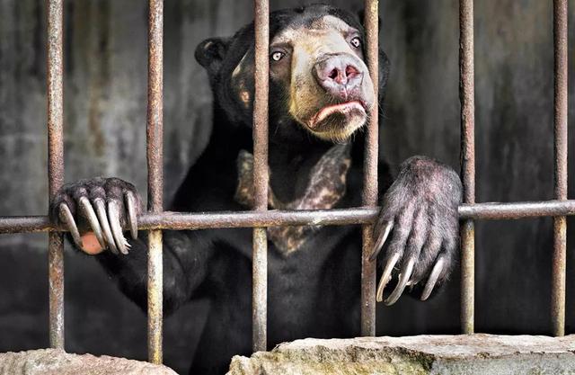 吃野生动物的危害,吃野生动物的危害性(食用野生动物的这些危害你要了