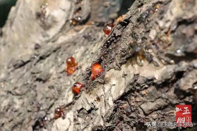 琥珀形成的条件，琥珀的形成过程和条件（琥珀形成需要哪些阶段）