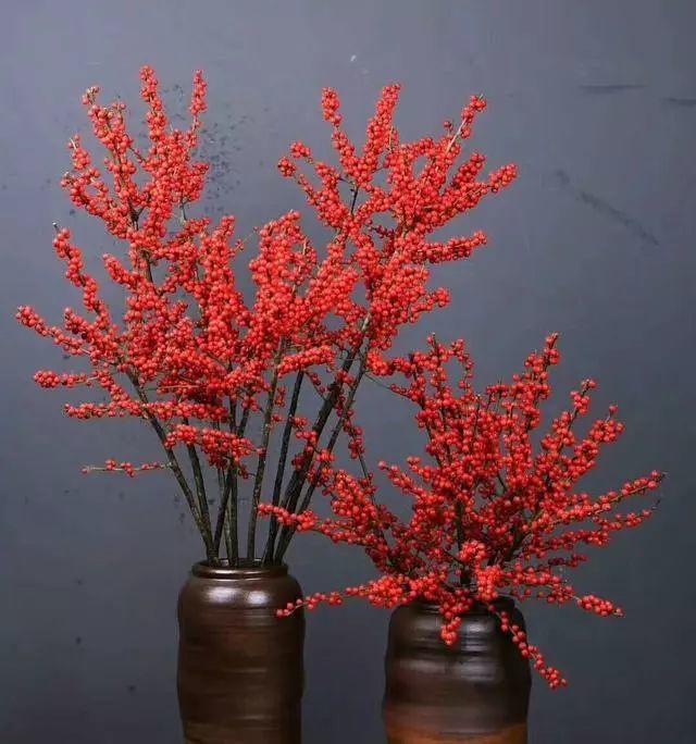 银柳干养好还是水培好,摆在家里能开3个月! - 玉三网