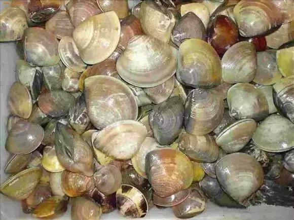 请问清炸小扒皮鱼的做法，炸小剥皮鱼的做法大全（今后再也不怕不认识海鲜了）