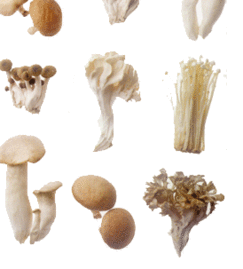 食用菌栽培技术，食用菌栽培技术与管理（食用菌市场大火，种植却不专业）