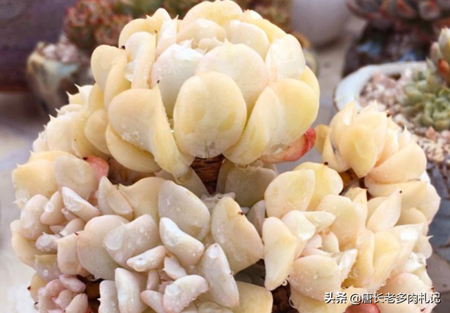 特玉莲的养殖方法，特玉莲怎么种植（多肉植物特玉莲用深盆还是浅盆栽种比较好）