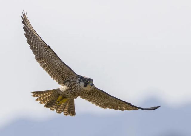 隼是什么鸟，生物演化史上的速度巅峰（隼是什么鸟吃什么食物）