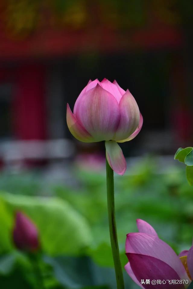 荷花可以用什么形容词，荷花用什么形容词修饰（过雨荷花别样艳）