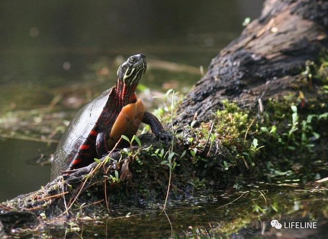 东锦龟怎样饲养，东锦龟的养殖（龟界传说级别的抗冻神仙）