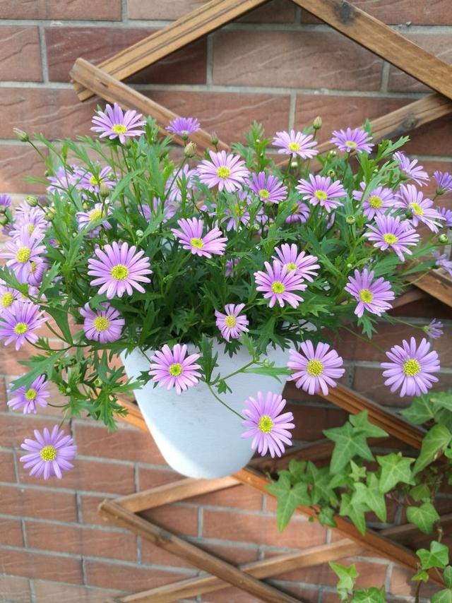 适合家里养的32种花，家里养什么花好（”家居盆花100种）