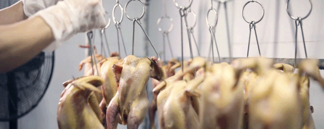 请问深圳哪里有非常好吃的烧鸡，深圳哪里的鸡煲好吃（2个月连开3家店）