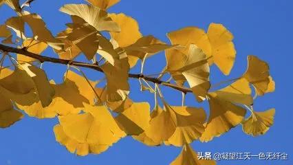 江天一色无纤尘，江天一色无纤尘是什么颜色（我言秋日胜春朝）