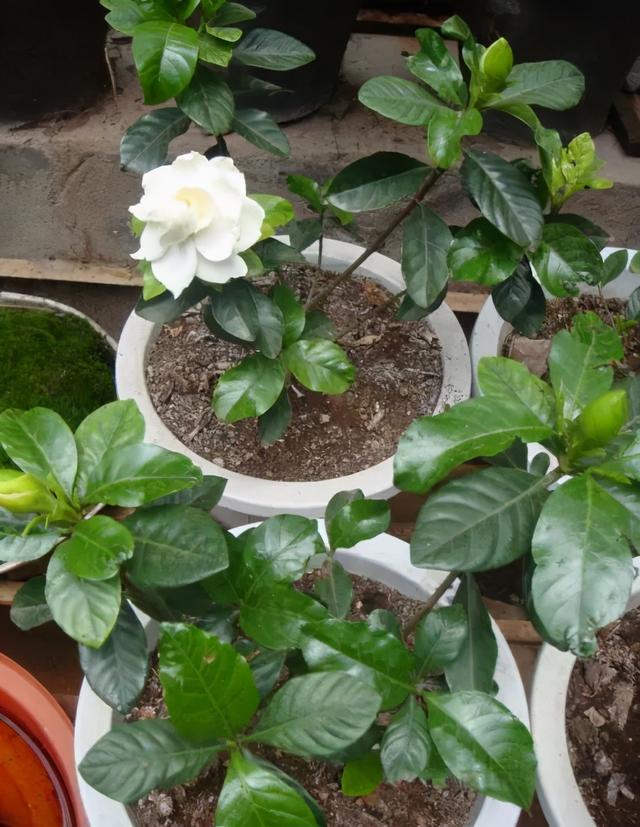 黑矾的功效与作用，使栀子花叶色浓绿光亮