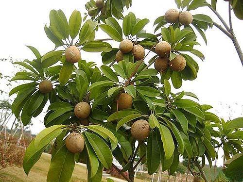 人参果的功效，其实自己在家也能种（人参果的功效和作用哪些人不能吃）