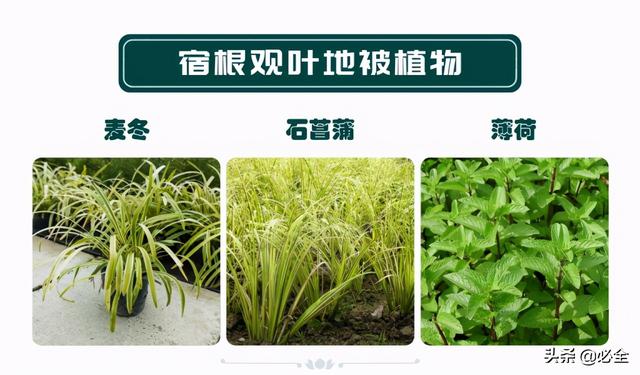 蓬径和冠幅有什么区别，冠径和冠幅是什么意思（这份图文并茂的强烈建议收藏）