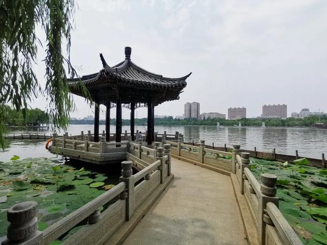 夏雨荷大明湖畔在哪里，大明湖畔的夏雨荷在哪个城市（快来跟“夏雨荷”见个面）