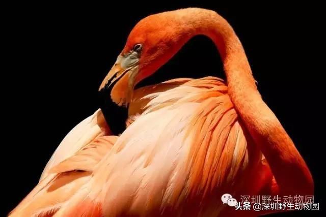 火烈鸟为什么是红色的，火烈鸟为什么是红色（火烈鸟身上的“十万个为什么”）