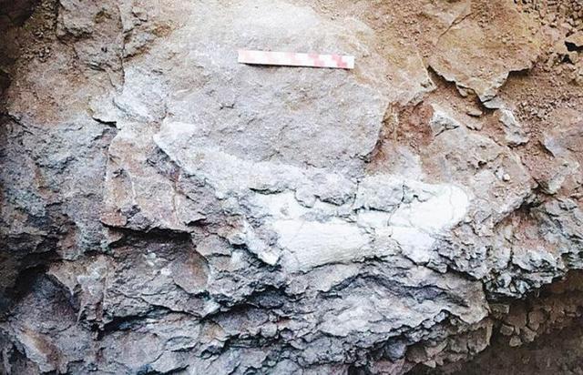 白垩纪恐龙有哪些，三叠纪恐龙有哪些（侏罗纪和白垩纪有何不同）